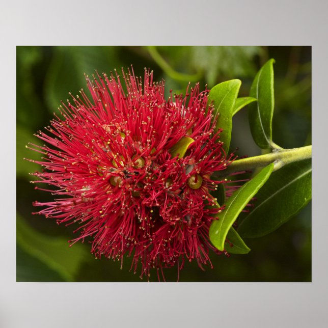 Poster Fleur de Pohutukawa, Dunedin (Devant)