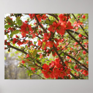 Poster Fleur de printemps de coing rouge