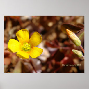 Poster Fleur de trèfle rouge