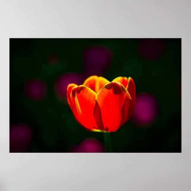 Poster Fleur de tulipe rouge (Devant)