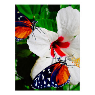 Poster Fleur d'Hibiscus avec 2 papillons à ailes longues