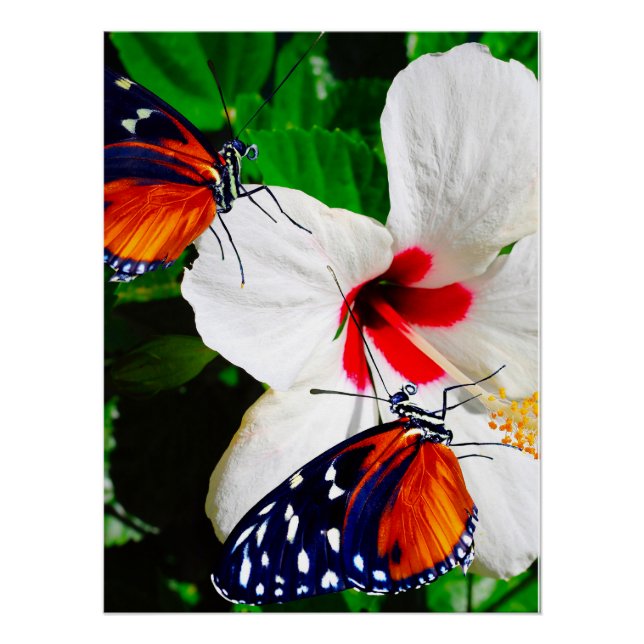 Poster Fleur d'Hibiscus avec 2 papillons à ailes longues (Devant)