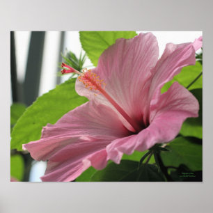 Poster Fleur d'Hibiscus rose gros