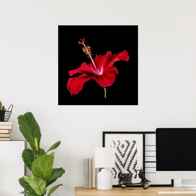 Poster Fleur d'Hibiscus Rouge Paradis Tropical & Noir (Bureau à domicile)