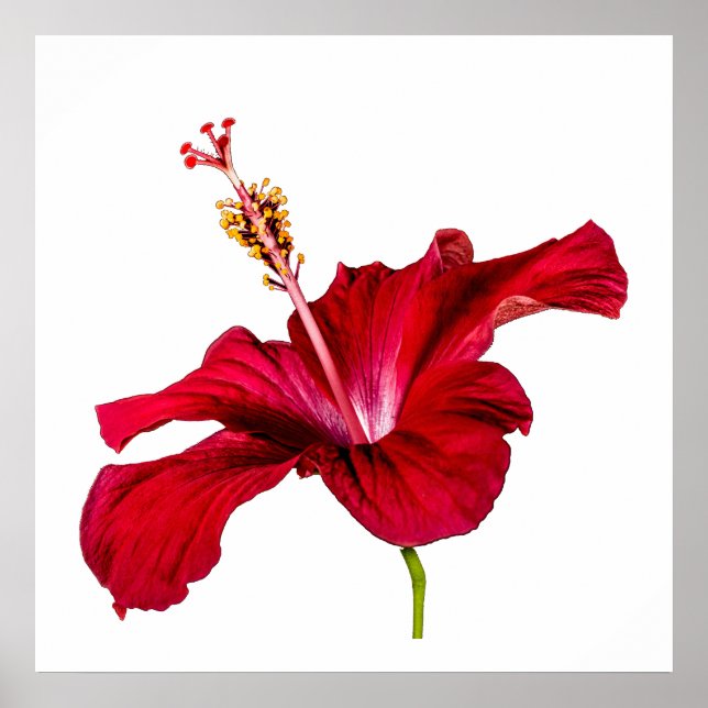 Poster Fleur d'Hibiscus Rouge Vue Latérale Fond Blanc (Devant)