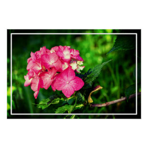 Poster Fleur d'Hydrangée Rose Nature-34694
