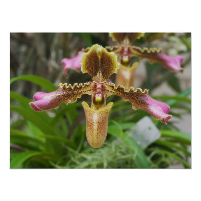 Poster Fleur d'orchidée (Devant)