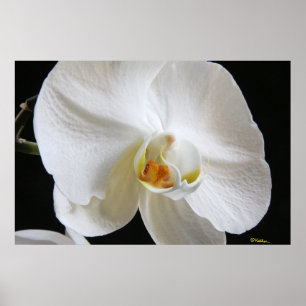 Poster Fleur d'orchidée blanche unique spectaculaire sur