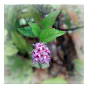 Poster Fleur en automne
