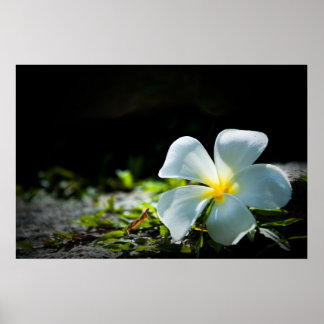 Poster Fleur Frangipani