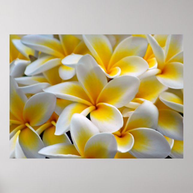 Poster Fleur Frangipani Plumeria (Devant)