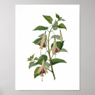 Poster Fleur Fuchsia