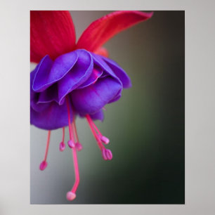 Poster Fleur fuchsia pourpre et rouge