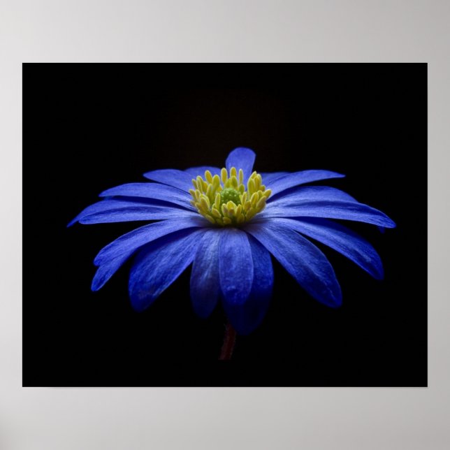 Poster Fleur Gerbera Blue Daisy sur un arrière - plan noi (Devant)
