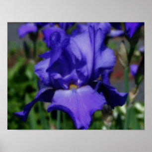 Poster Fleur Iris Bleu
