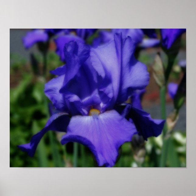Poster Fleur Iris Bleu (Devant)