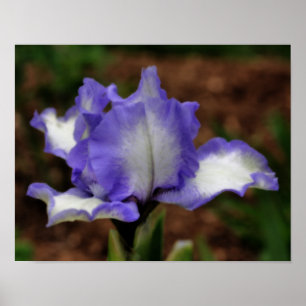 Poster Fleur Iris Lavande