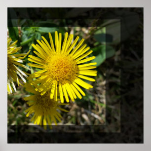 Poster fleur jaune derrière les fenêtres