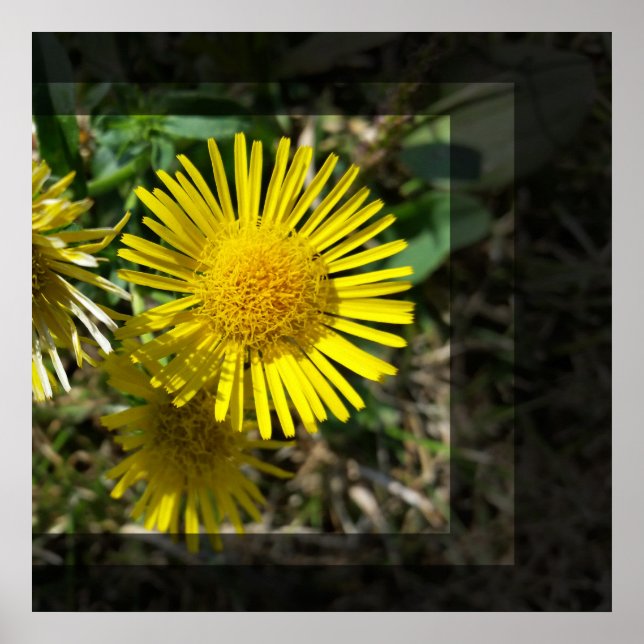 Poster fleur jaune derrière les fenêtres (Devant)