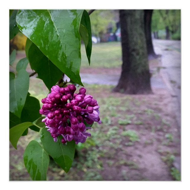 Poster fleur lilas sous la pluie (Devant)