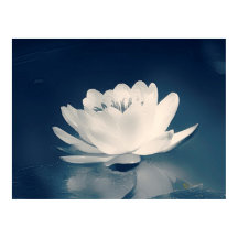 Fleur Lotus Bleu Toné