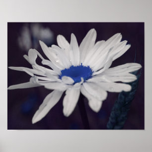 Poster Fleur marguerite avec Centre Bleu Abstrait