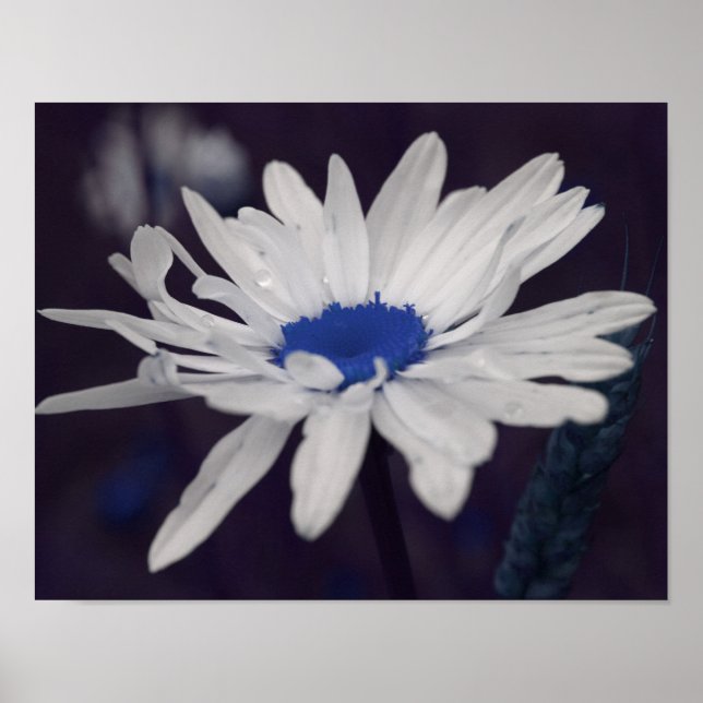 Poster Fleur marguerite avec Centre Bleu Abstrait (Devant)