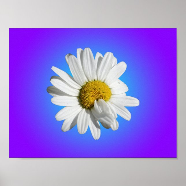 Poster Fleur marguerite blanche Flore pourpre Bleu Dégrad (Devant)