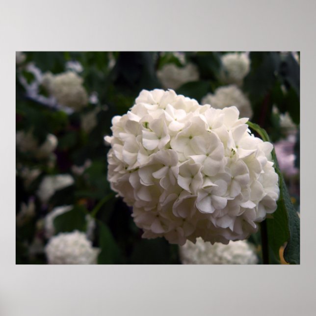 Poster Fleur nuptiale (Devant)