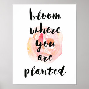 Poster Fleur où vous avez planté Rose aquarelle