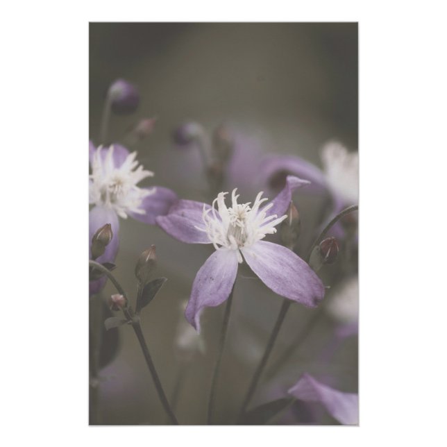 Poster Fleur pourpre foncé fleurs florales (Devant)