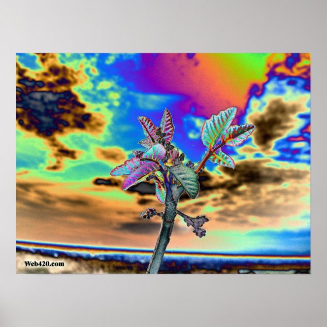 Poster fleur psychédélique (Devant)