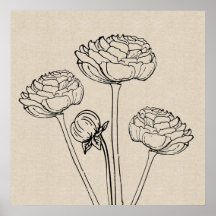 Poster Fleur Ranunculus Dessin