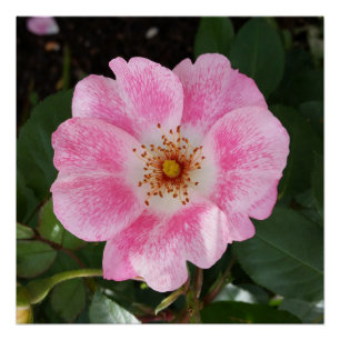 Poster fleur rose à l'ombre