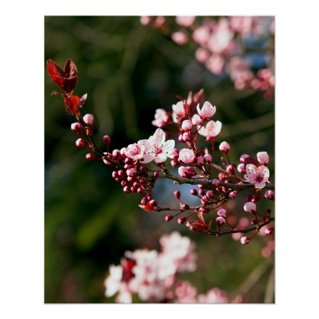 Poster Fleur rose dans la lumière chaude de l'été (Devant)