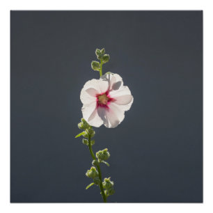 Poster Fleur rose feuilles vert pâle sur gris foncé