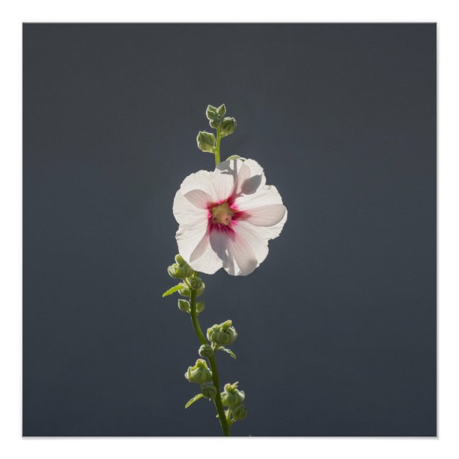 Poster Fleur rose feuilles vert pâle sur gris foncé (Devant)
