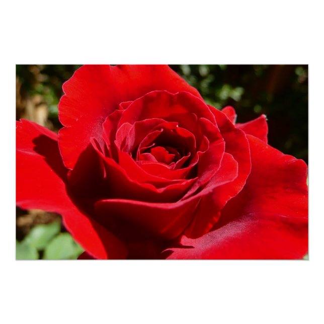 Poster Fleur rose rouge vif Belle florale (Devant)