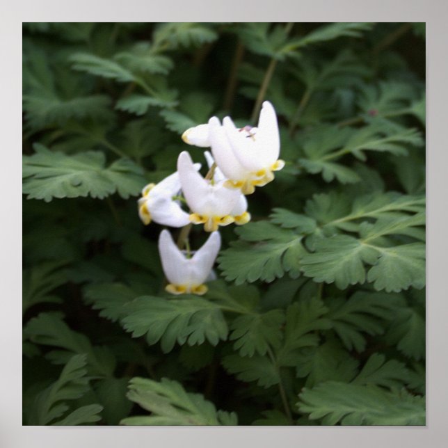 Poster Fleur sauvage blanc (Devant)