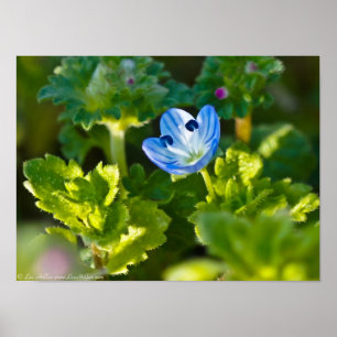 Poster Fleur sauvage Blue Birds-Eye Speedwell