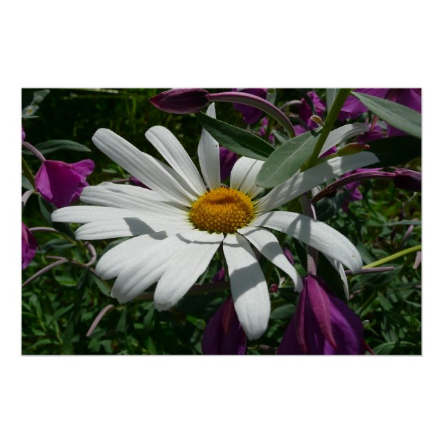 Poster Fleur sauvage Daisy et Fireweed (Devant)