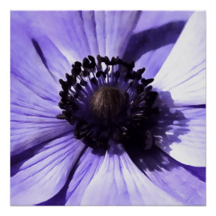Poster Fleur sauvage d'anémone bleu Lilac