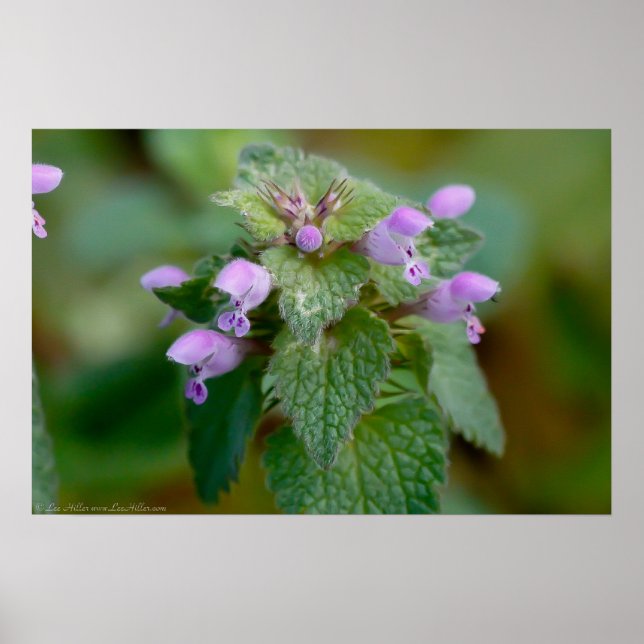 Poster Fleur sauvage de Deadnettle en fleurs (Devant)