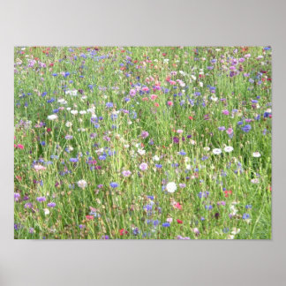 Poster Fleur sauvage du printemps