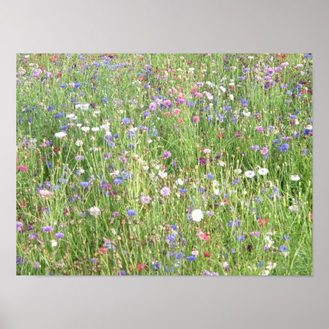 Poster Fleur sauvage du printemps (Devant)