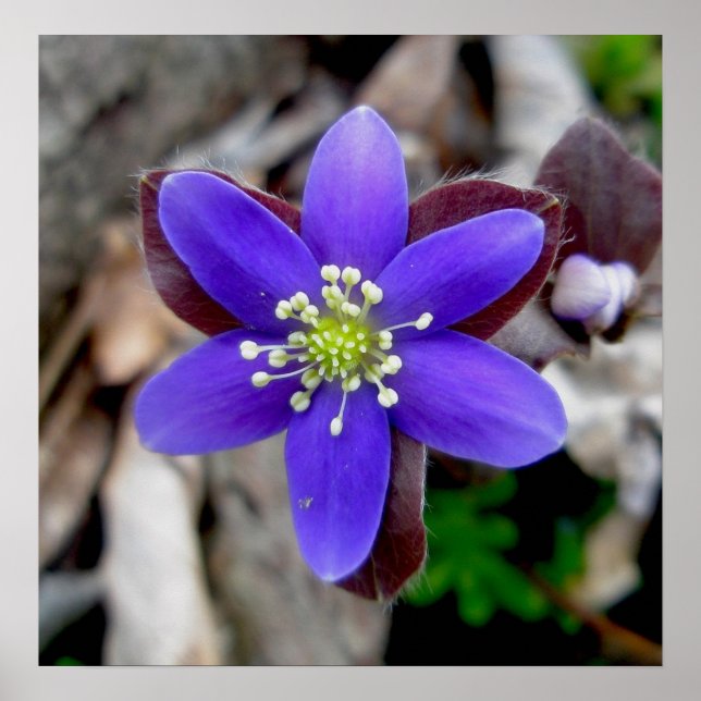 Poster Fleur sauvage Hepatica (Devant)