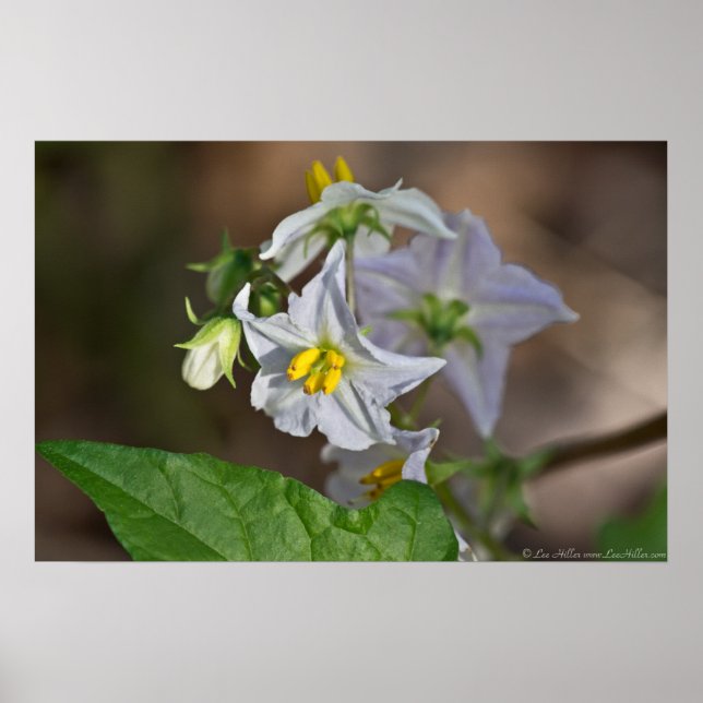 Poster Fleur sauvage Horsenettle Blossom et Bud (Devant)
