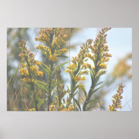 Poster Fleur sauvage jaune