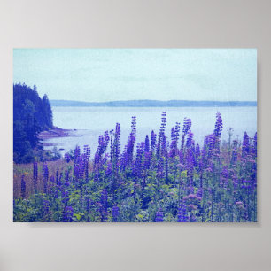 Poster fleur sauvage Maine Lupine Flowers