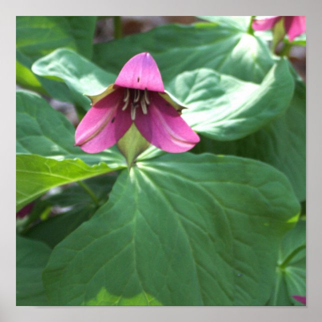Poster Fleur sauvage rose (Devant)